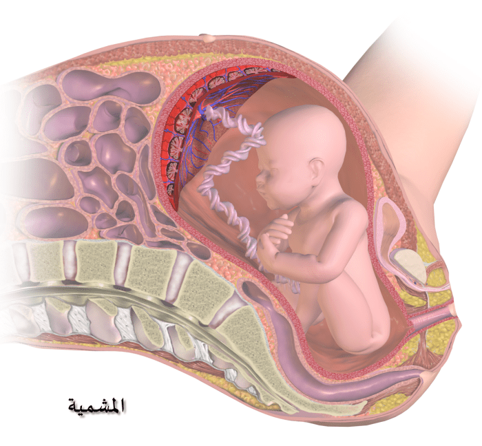 For a fertilized egg to grow to full term, it needs to implant into the uterus. Optimal levels of leptin, and high functioning receptors for the hormone allow this to take place.