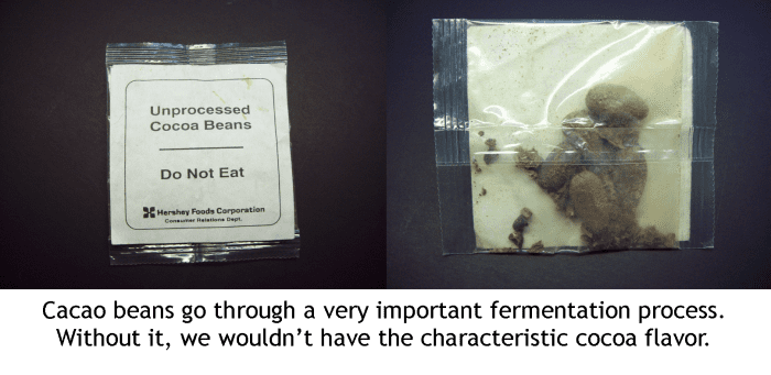 Unprocessed cacao beans. Cacao beans are where we get cocoa.