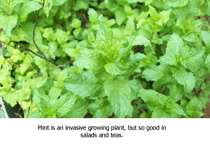 Mint grows like crazy! I keep mine in a container to help "contain" it.