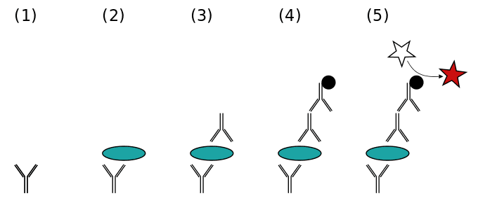 A sandwich ELISA. (1) Plate is coated with a capture antibody; (2) sample is added; (3) detecting antibody is added; (4) enzyme-linked secondary antibody is added; (5) substrate is added and conversion is done.