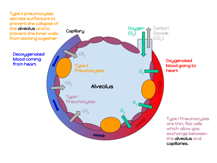 Structure and function of an alveolus