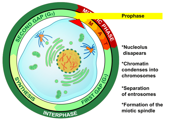 The very first stage of Mitosis, Prophase. Chromosomes first visible - thanks to supercoiling - under a light microscope at Prophase