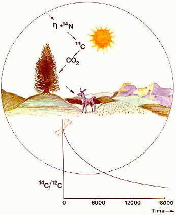 Radiocarbon dating is a key element in scientists' ability to study the history of the natural world.
