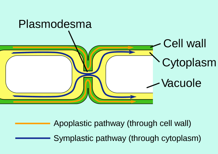 Plasmodesmata are gaps in the cell wall that allow molecules to pass through. This is called the Symplastic Pathway