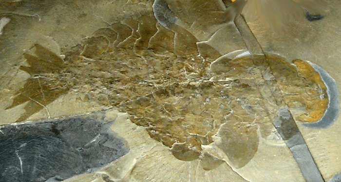 An image of the first complete fossil of Anomalocaris, currently residing in the Royal Ontario Museum in Toronto