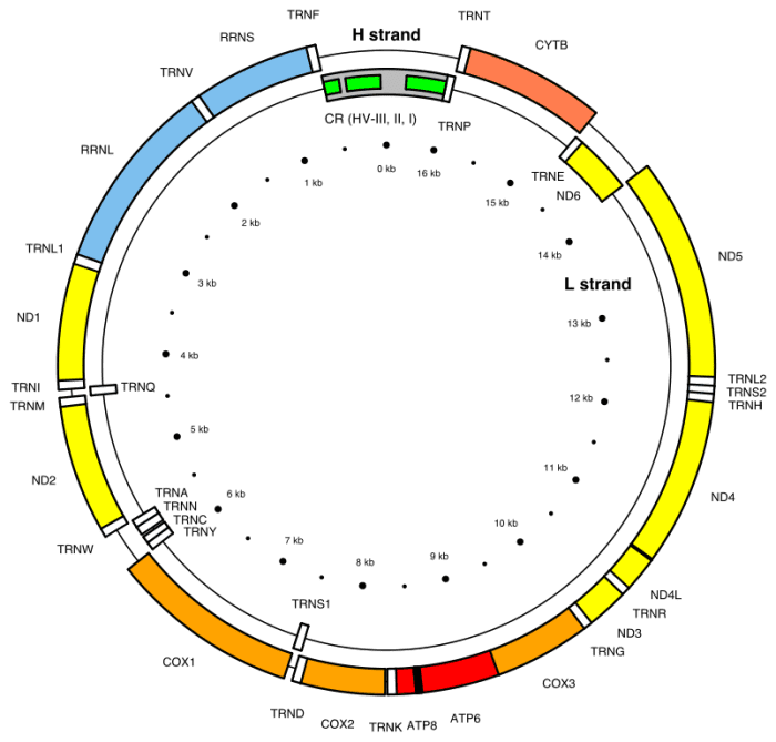 This is a map of all the genes in a mitochondrial DNA molecule. The genes are represented by capital letters.