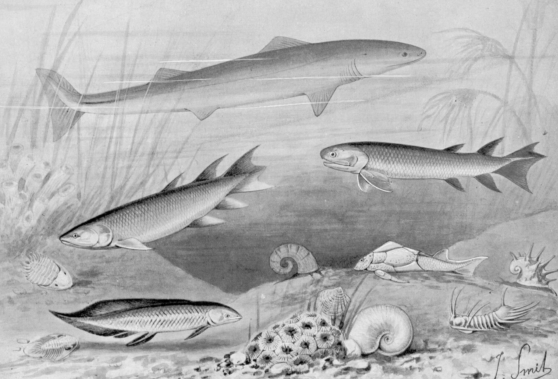 The Devonian was a period where fish proliferated and increased in variety. It also marks the first appearance of sharks in the fossil record.