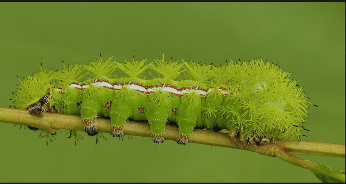 Stinging and Venomous Caterpillars - Owlcation