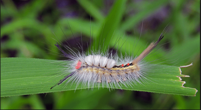 The white-marked tussock moth caterpillar doesn't sting, but the fur can cause irritation in some people.