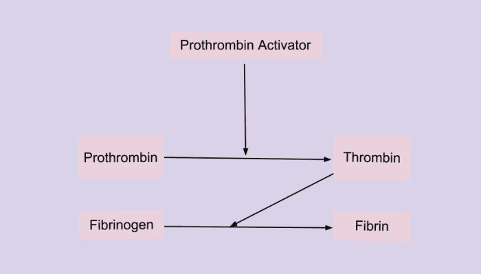 A prothrombin activator converts prothrombin into thrombin. Thrombin is an enzyme that converts fibrinogen into fibrin. Prothrombin and fibrinogen are proteins that are always present in our blood.