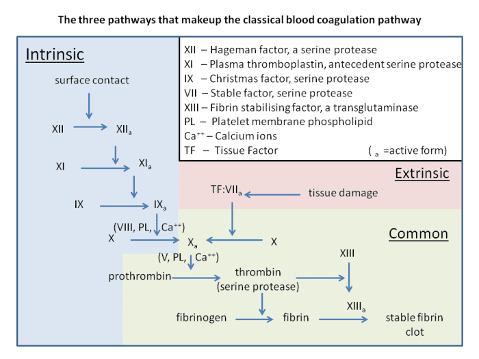 A summary of the intrinsic and extrinsic pathways in the coagulation cascade; recent studies have found that additional reactions and clotting factors are involved in the pathways, but this diagram gives a general idea of the process