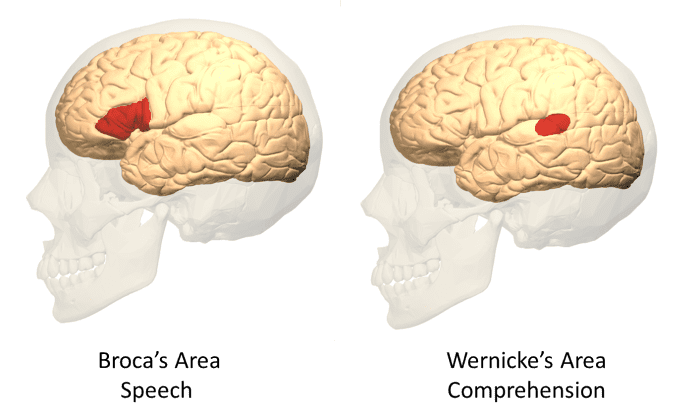 Lateral Views of Broca's and Wernicke's Areas