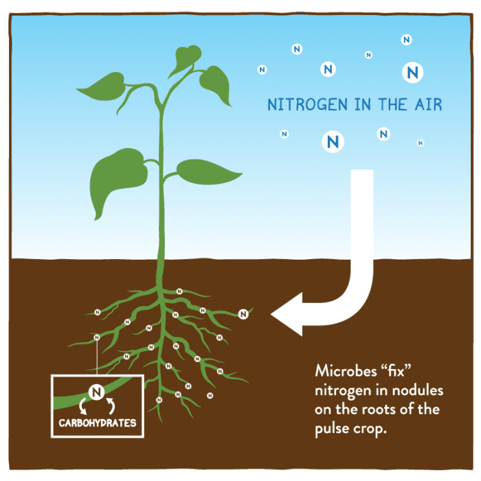 Some plants, like dandelions, in symbiosis with bacteria, capture nitrogen from the air and transform it into bio-available forms