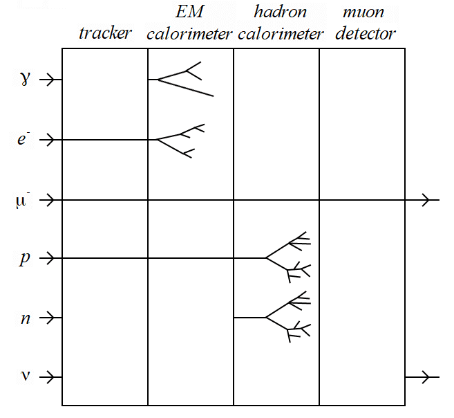 A schematic showing the layers of a typical modern particle detector and examples of how it detects common particles.
