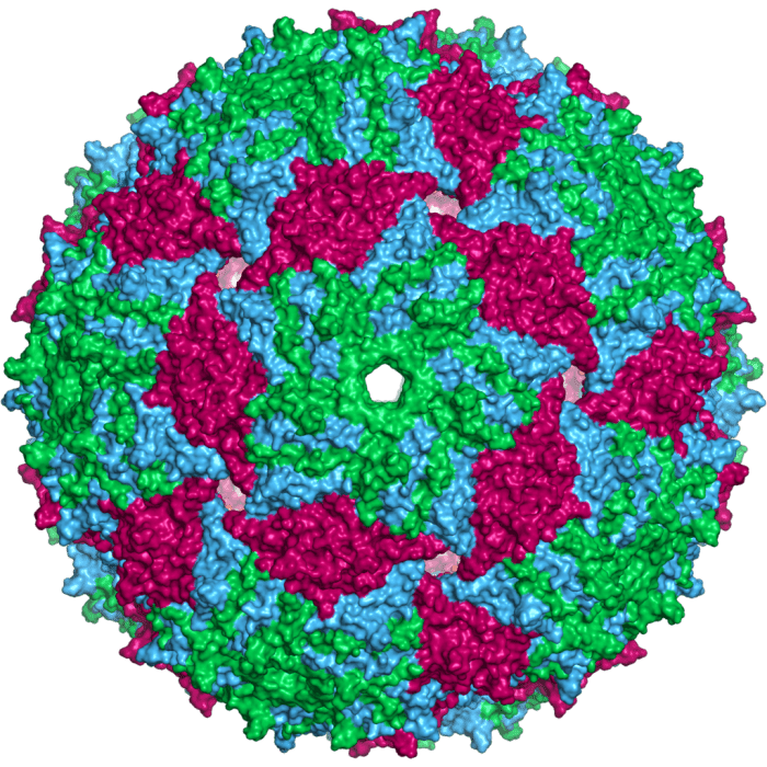 A representation of the capsid of an MS2 phage (which has no tail); the different colours represent different protein chains