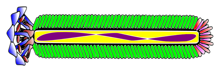 M13 is a filamentous phage, or an inovirus. The purple colour in this illustration represents single-stranded DNA. The other colours (except for the yellow) represent different kinds of proteins.