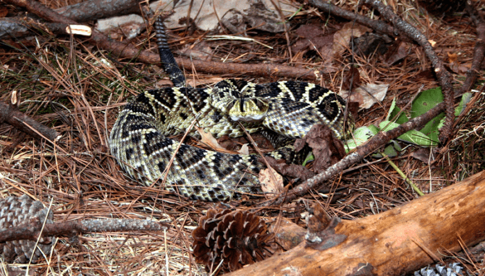 The eastern diamondback is the heaviest rattlesnake in the Americas, it can weigh as much as 26 pounds. This impressive, venomous snake can strike up to 2/3 of its body length.