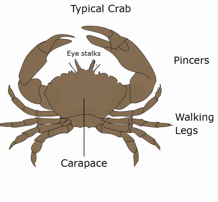 Different Types of Crab (With Pictures) Owlcation