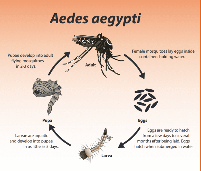 Just in case you are one of the unlucky ones they love, this chart should reveal one of the ways you can prevent mosquitoes from laying their eggs in standing water around your home: Simply make sure there isn't any.