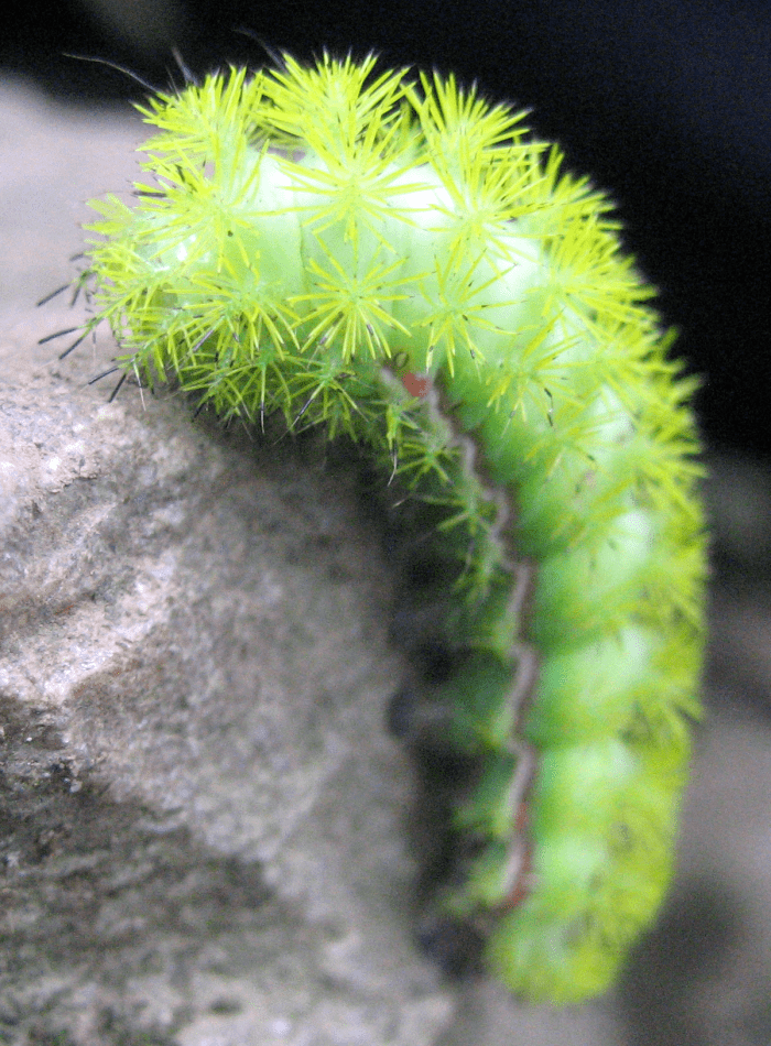 Una oruga de polilla io (Automeris io). Estas orugas son conocidas por su dolorosa picadura. Foto tomada en el Parque Nacional de Shenandoah, Virginia.