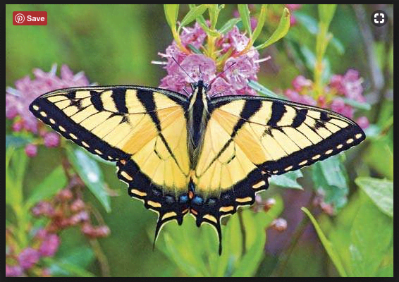 Una mariposa de cola de golondrina de tigre.