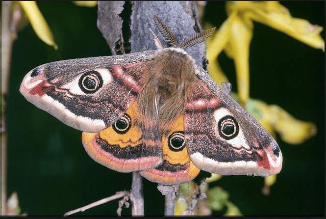 Una polilla emperador.