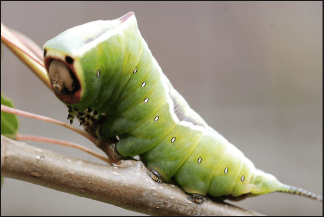 The European puss moth caterpillar -- not to be confused with an American species, also called the puss moth, which is furry and can sting!