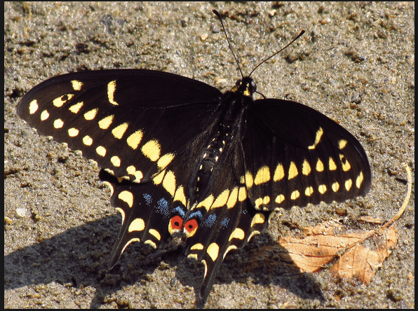 Una mariposa de cola de golondrina negra.