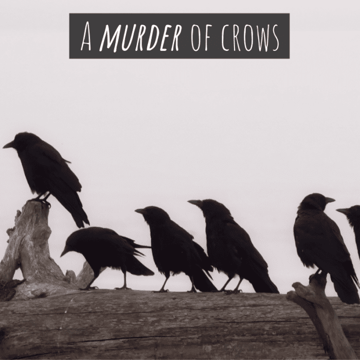 A group of crows is referred to as "a murder."