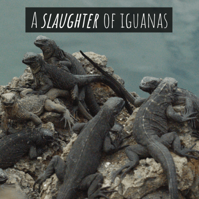 A group of iguanas is referred to as "a slaughter."