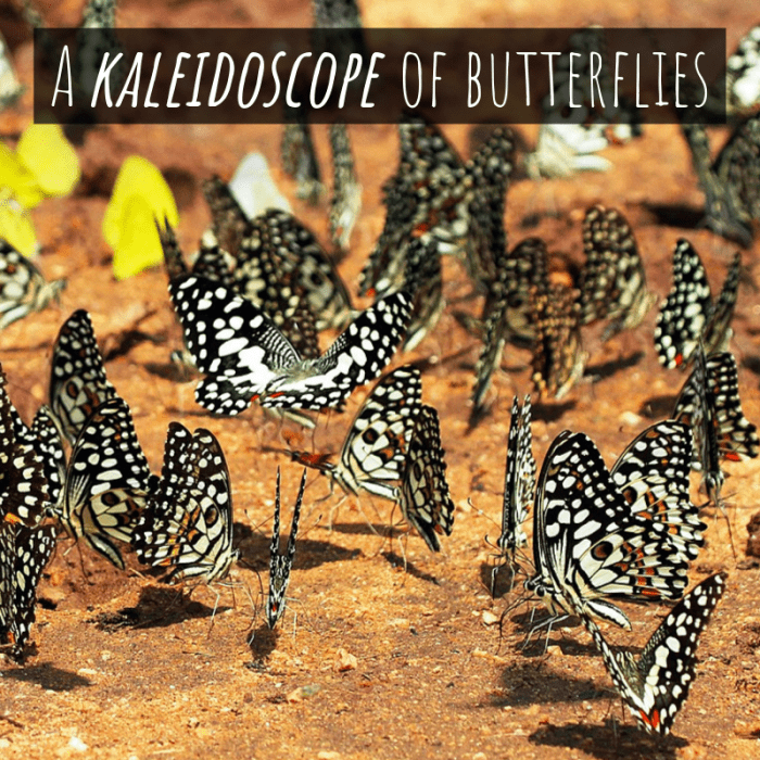 A group of butterflies is referred to as "a kaleidoscope."