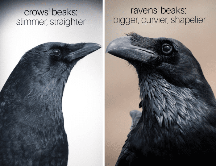 Beaks: Crows' beaks are significantly slimmer and straighter than ravens' fuller, curvier, more hooked beaks. Both have a fluff of feathers on the beak, but the ravens' are more pronounced.