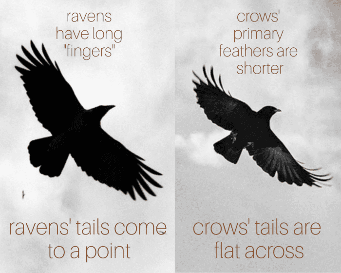 ravens-vs-crows-they-are-not-the-same-owlcation