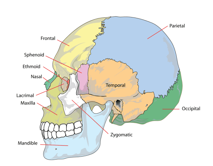 The bones in the skull