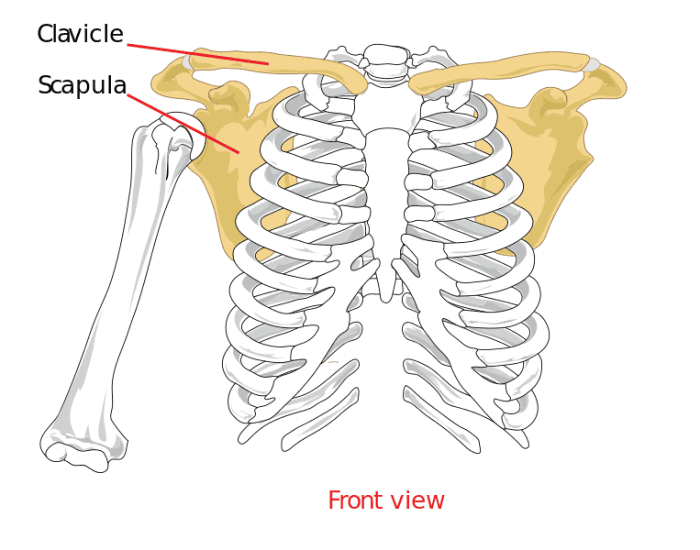 The outer part of the clavicle is joined to the acromium, an extension of the scapula. The inner part is connected to the sternum.