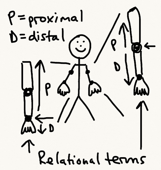 Human Anatomy: Anatomical Terminology, Orientation, and Movement