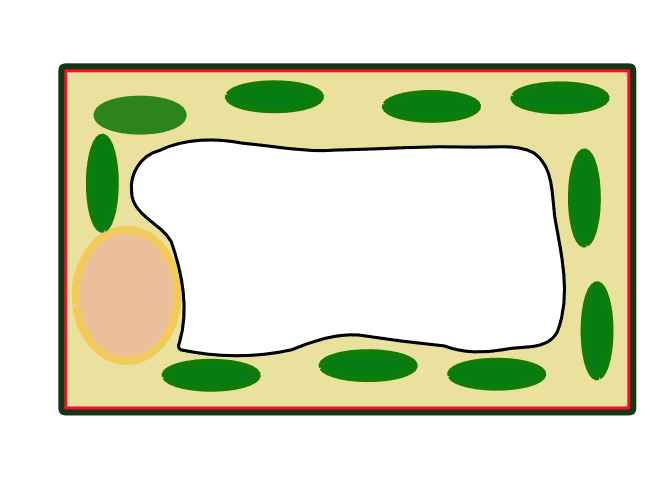 This simplified diagram of a plant cell shows clearly the rigid cell wall around the membrane, the large central vacuole and the green chloroplasts in the cytoplasm.
