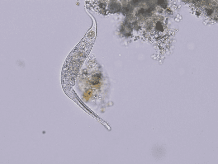A typical protozoan of a kind commonly found in pond water and seen through a light microscope.