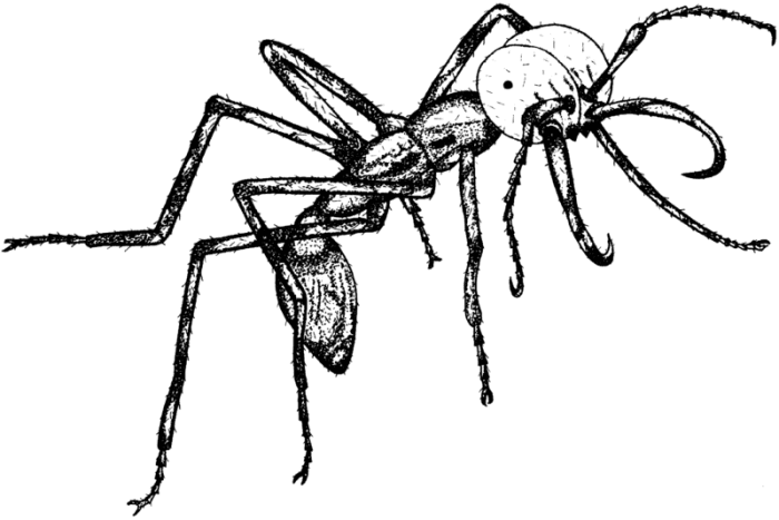 A soldier ant of the species Echiton burchelli. Illustration by Nathalie Escure, courtesy Wikimedia Commons.