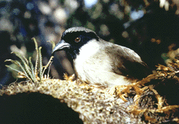 The po'ouli, or black-faced honeycreeper--Melamprosops phaeosoma. Photo by Paul E. Baker, courtesy Wikimedia Commons.