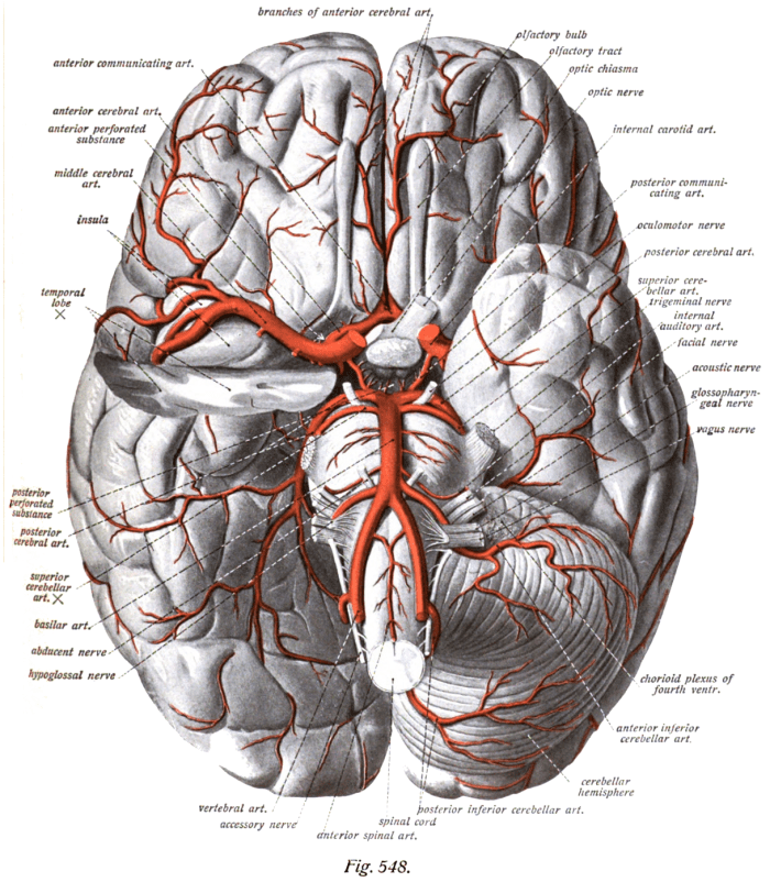 Artery positions in relation to the undersurface of the brain