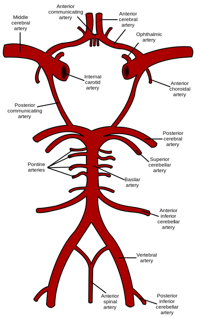 Most of the arteries in this illustration are present in a right and a left form. Only one of each pair is labelled. The circle of Willis is the roughly circular section at the top of the illustration.