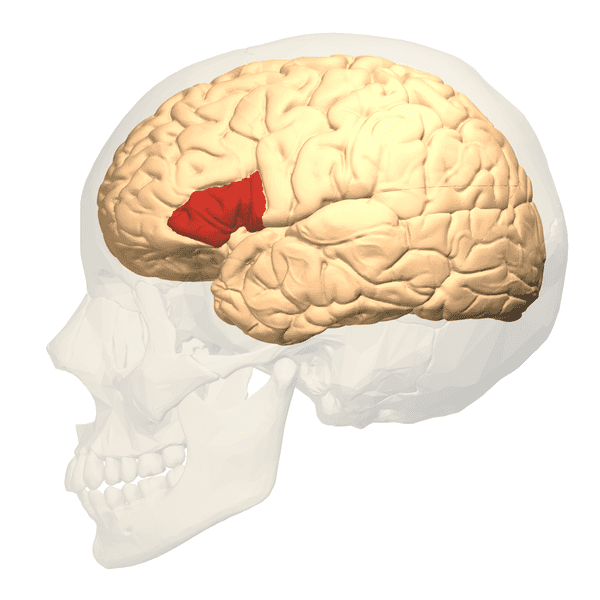 Broca’s area (the red patch) is located in a frontal lobe of the cerebrum.