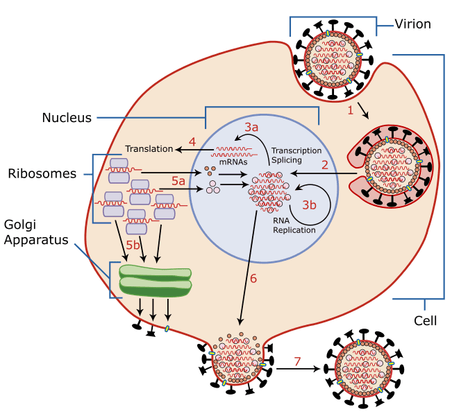 A virion is an individual virus. Its genetic material is either RNA or DNA. Both the dengue and the Zika virus contain RNA.