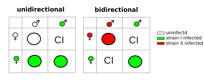 The circle with a cross hanging below it is the biological symbol for a female. The circle with an arrow on its right is the symbol for a male.
