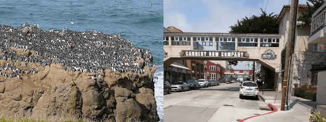 Looking for Alcids on some inaccessible Pacific crag - Not Easy. Looking for Alcids strolling down Monterey's Cannery Row - Easy!