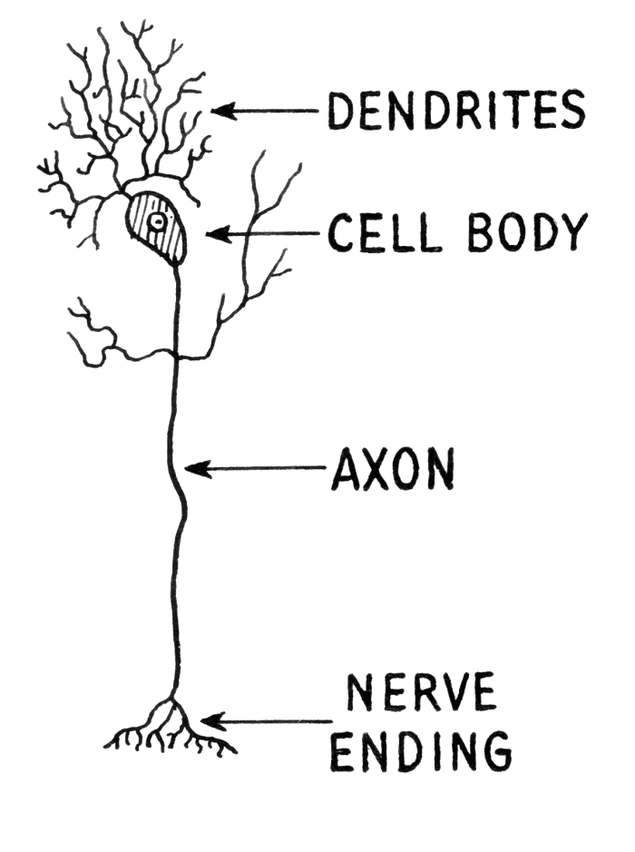 Proverbs and the Tree of Life - Owlcation