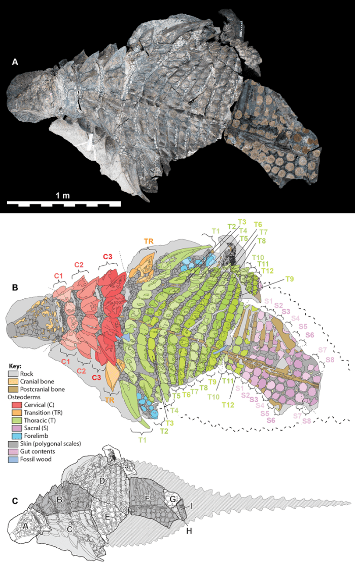 Borealopelta remains, fossil breakdown, and projected anatomy from above by Caleb M. Brown, one of the scientists who described the dinosaur.