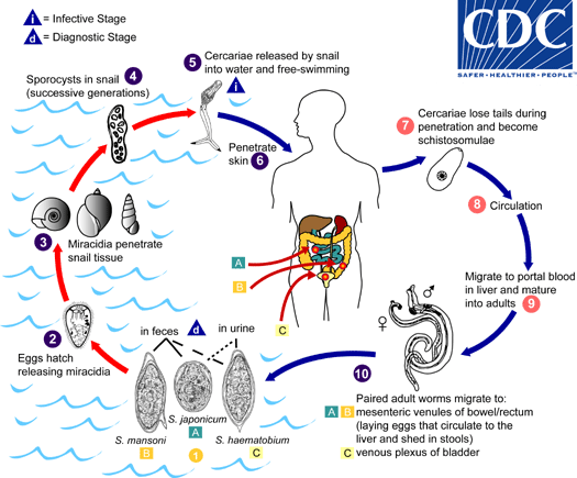 The life cycle of Schistosoma is a complex one; it uses freshwater snails as an intermediate host, in which it develops and then moves into humans, which are the definitive host.