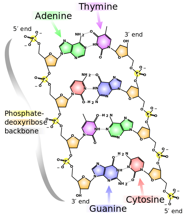 Chemical structure of DNA